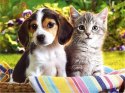 Diamentowa mozaika - Pies z kotkiem